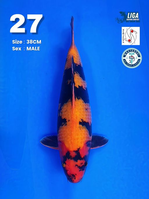 Lelang Koi Online, Jual Beli Ikan Koi, Pusat Jual Beli Koi, Info Lelang Koi Hari Ini, Platform Jual Beli Koi, Jual Beli Ikan Koi Online, Marketplace Ikan Koi, Jual Koi Terbaik, Tempat Beli Koi Berkualitas, Pasar Ikan Koi Online Terpercaya, Penjual Ikan Koi Terpercaya, Beli Koi Hias Online, Ikan Koi untuk Dijual, Koi Kualitas Terbaik, Toko Online Ikan Koi, Koi Hias Untuk Dijual, Jual Beli Ikan Koi Lokal, Koi Indonesia Online, Pusat Jual Beli Koi Terbesar