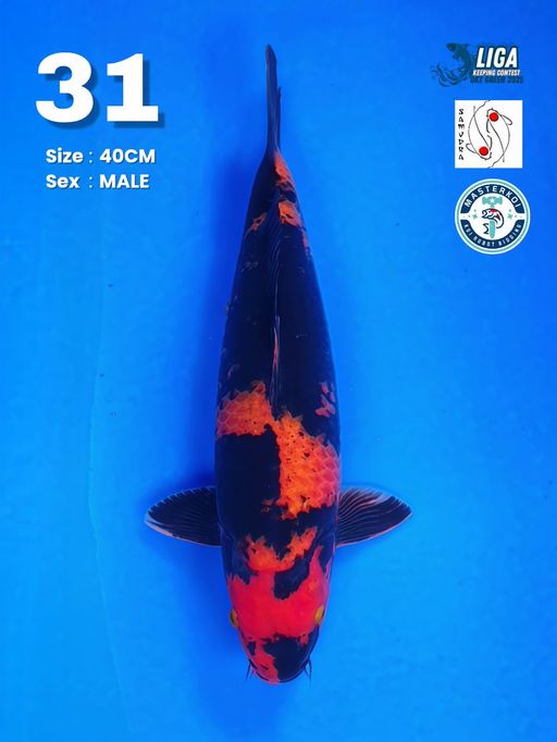 Lelang Koi Online, Jual Beli Ikan Koi, Pusat Jual Beli Koi, Info Lelang Koi Hari Ini, Platform Jual Beli Koi, Jual Beli Ikan Koi Online, Marketplace Ikan Koi, Jual Koi Terbaik, Tempat Beli Koi Berkualitas, Pasar Ikan Koi Online Terpercaya, Penjual Ikan Koi Terpercaya, Beli Koi Hias Online, Ikan Koi untuk Dijual, Koi Kualitas Terbaik, Toko Online Ikan Koi, Koi Hias Untuk Dijual, Jual Beli Ikan Koi Lokal, Koi Indonesia Online, Pusat Jual Beli Koi Terbesar