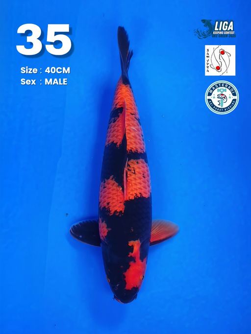 Lelang Koi Online, Jual Beli Ikan Koi, Pusat Jual Beli Koi, Info Lelang Koi Hari Ini, Platform Jual Beli Koi, Jual Beli Ikan Koi Online, Marketplace Ikan Koi, Jual Koi Terbaik, Tempat Beli Koi Berkualitas, Pasar Ikan Koi Online Terpercaya, Penjual Ikan Koi Terpercaya, Beli Koi Hias Online, Ikan Koi untuk Dijual, Koi Kualitas Terbaik, Toko Online Ikan Koi, Koi Hias Untuk Dijual, Jual Beli Ikan Koi Lokal, Koi Indonesia Online, Pusat Jual Beli Koi Terbesar