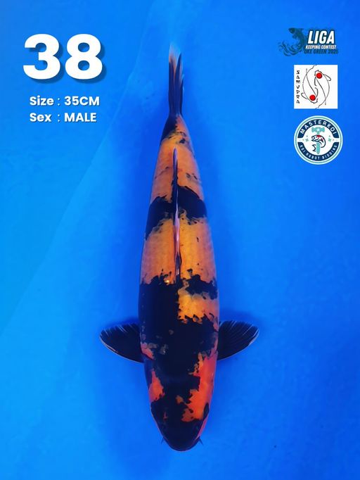 Lelang Koi Online, Jual Beli Ikan Koi, Pusat Jual Beli Koi, Info Lelang Koi Hari Ini, Platform Jual Beli Koi, Jual Beli Ikan Koi Online, Marketplace Ikan Koi, Jual Koi Terbaik, Tempat Beli Koi Berkualitas, Pasar Ikan Koi Online Terpercaya, Penjual Ikan Koi Terpercaya, Beli Koi Hias Online, Ikan Koi untuk Dijual, Koi Kualitas Terbaik, Toko Online Ikan Koi, Koi Hias Untuk Dijual, Jual Beli Ikan Koi Lokal, Koi Indonesia Online, Pusat Jual Beli Koi Terbesar