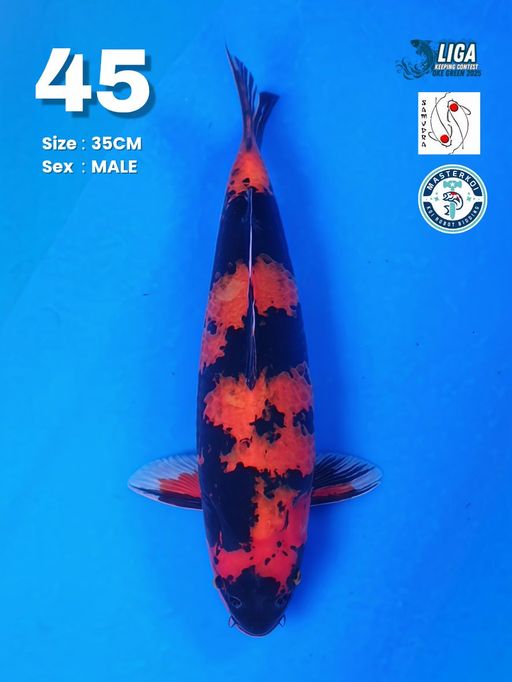 Lelang Koi Online, Jual Beli Ikan Koi, Pusat Jual Beli Koi, Info Lelang Koi Hari Ini, Platform Jual Beli Koi, Jual Beli Ikan Koi Online, Marketplace Ikan Koi, Jual Koi Terbaik, Tempat Beli Koi Berkualitas, Pasar Ikan Koi Online Terpercaya, Penjual Ikan Koi Terpercaya, Beli Koi Hias Online, Ikan Koi untuk Dijual, Koi Kualitas Terbaik, Toko Online Ikan Koi, Koi Hias Untuk Dijual, Jual Beli Ikan Koi Lokal, Koi Indonesia Online, Pusat Jual Beli Koi Terbesar