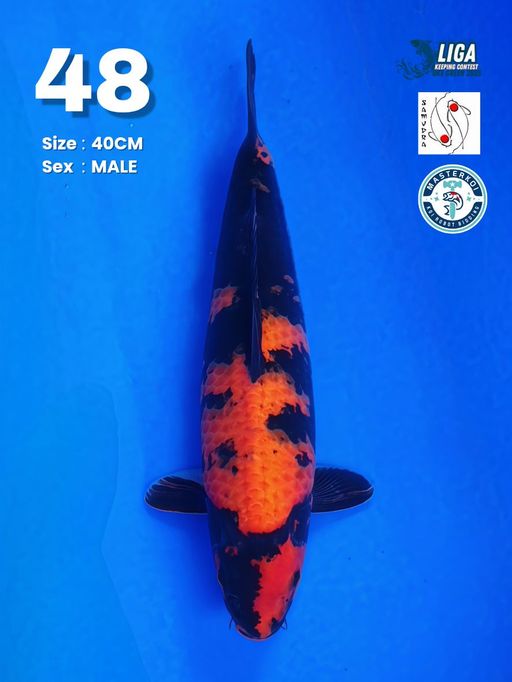 Lelang Koi Online, Jual Beli Ikan Koi, Pusat Jual Beli Koi, Info Lelang Koi Hari Ini, Platform Jual Beli Koi, Jual Beli Ikan Koi Online, Marketplace Ikan Koi, Jual Koi Terbaik, Tempat Beli Koi Berkualitas, Pasar Ikan Koi Online Terpercaya, Penjual Ikan Koi Terpercaya, Beli Koi Hias Online, Ikan Koi untuk Dijual, Koi Kualitas Terbaik, Toko Online Ikan Koi, Koi Hias Untuk Dijual, Jual Beli Ikan Koi Lokal, Koi Indonesia Online, Pusat Jual Beli Koi Terbesar