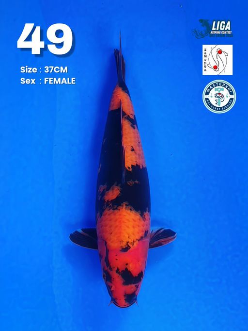 Lelang Koi Online, Jual Beli Ikan Koi, Pusat Jual Beli Koi, Info Lelang Koi Hari Ini, Platform Jual Beli Koi, Jual Beli Ikan Koi Online, Marketplace Ikan Koi, Jual Koi Terbaik, Tempat Beli Koi Berkualitas, Pasar Ikan Koi Online Terpercaya, Penjual Ikan Koi Terpercaya, Beli Koi Hias Online, Ikan Koi untuk Dijual, Koi Kualitas Terbaik, Toko Online Ikan Koi, Koi Hias Untuk Dijual, Jual Beli Ikan Koi Lokal, Koi Indonesia Online, Pusat Jual Beli Koi Terbesar