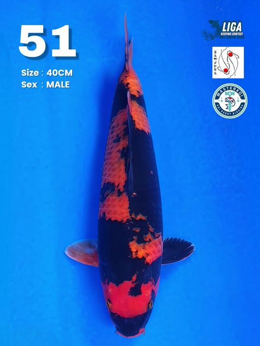 Lelang Koi Online, Jual Beli Ikan Koi, Pusat Jual Beli Koi, Info Lelang Koi Hari Ini, Platform Jual Beli Koi, Jual Beli Ikan Koi Online, Marketplace Ikan Koi, Jual Koi Terbaik, Tempat Beli Koi Berkualitas, Pasar Ikan Koi Online Terpercaya, Penjual Ikan Koi Terpercaya, Beli Koi Hias Online, Ikan Koi untuk Dijual, Koi Kualitas Terbaik, Toko Online Ikan Koi, Koi Hias Untuk Dijual, Jual Beli Ikan Koi Lokal, Koi Indonesia Online, Pusat Jual Beli Koi Terbesar