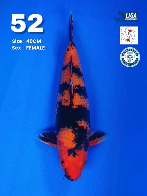 Lelang Koi Online, Jual Beli Ikan Koi, Pusat Jual Beli Koi, Info Lelang Koi Hari Ini, Platform Jual Beli Koi, Jual Beli Ikan Koi Online, Marketplace Ikan Koi, Jual Koi Terbaik, Tempat Beli Koi Berkualitas, Pasar Ikan Koi Online Terpercaya, Penjual Ikan Koi Terpercaya, Beli Koi Hias Online, Ikan Koi untuk Dijual, Koi Kualitas Terbaik, Toko Online Ikan Koi, Koi Hias Untuk Dijual, Jual Beli Ikan Koi Lokal, Koi Indonesia Online, Pusat Jual Beli Koi Terbesar