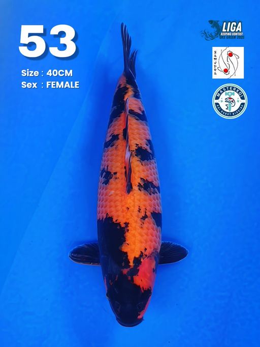 Lelang Koi Online, Jual Beli Ikan Koi, Pusat Jual Beli Koi, Info Lelang Koi Hari Ini, Platform Jual Beli Koi, Jual Beli Ikan Koi Online, Marketplace Ikan Koi, Jual Koi Terbaik, Tempat Beli Koi Berkualitas, Pasar Ikan Koi Online Terpercaya, Penjual Ikan Koi Terpercaya, Beli Koi Hias Online, Ikan Koi untuk Dijual, Koi Kualitas Terbaik, Toko Online Ikan Koi, Koi Hias Untuk Dijual, Jual Beli Ikan Koi Lokal, Koi Indonesia Online, Pusat Jual Beli Koi Terbesar