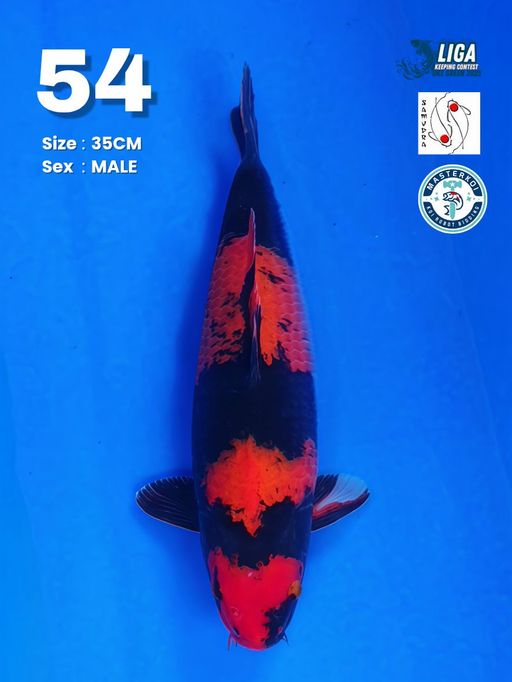 Lelang Koi Online, Jual Beli Ikan Koi, Pusat Jual Beli Koi, Info Lelang Koi Hari Ini, Platform Jual Beli Koi, Jual Beli Ikan Koi Online, Marketplace Ikan Koi, Jual Koi Terbaik, Tempat Beli Koi Berkualitas, Pasar Ikan Koi Online Terpercaya, Penjual Ikan Koi Terpercaya, Beli Koi Hias Online, Ikan Koi untuk Dijual, Koi Kualitas Terbaik, Toko Online Ikan Koi, Koi Hias Untuk Dijual, Jual Beli Ikan Koi Lokal, Koi Indonesia Online, Pusat Jual Beli Koi Terbesar