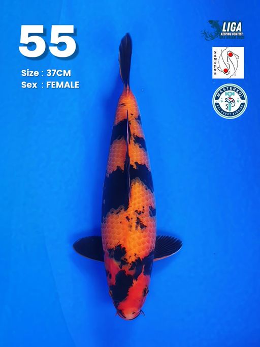 Lelang Koi Online, Jual Beli Ikan Koi, Pusat Jual Beli Koi, Info Lelang Koi Hari Ini, Platform Jual Beli Koi, Jual Beli Ikan Koi Online, Marketplace Ikan Koi, Jual Koi Terbaik, Tempat Beli Koi Berkualitas, Pasar Ikan Koi Online Terpercaya, Penjual Ikan Koi Terpercaya, Beli Koi Hias Online, Ikan Koi untuk Dijual, Koi Kualitas Terbaik, Toko Online Ikan Koi, Koi Hias Untuk Dijual, Jual Beli Ikan Koi Lokal, Koi Indonesia Online, Pusat Jual Beli Koi Terbesar