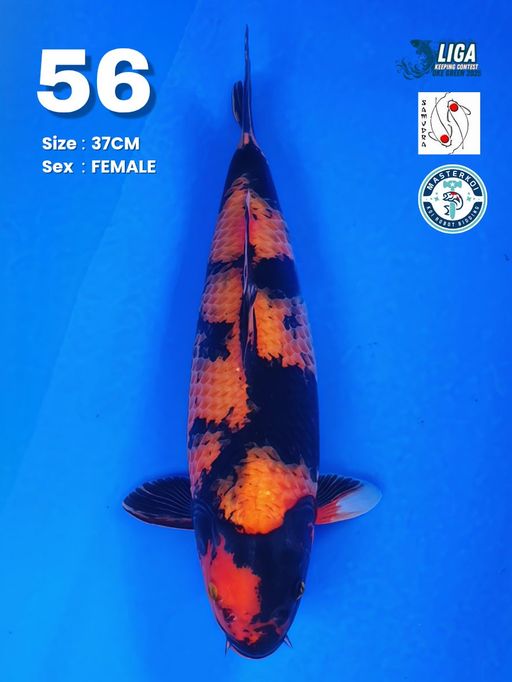 Lelang Koi Online, Jual Beli Ikan Koi, Pusat Jual Beli Koi, Info Lelang Koi Hari Ini, Platform Jual Beli Koi, Jual Beli Ikan Koi Online, Marketplace Ikan Koi, Jual Koi Terbaik, Tempat Beli Koi Berkualitas, Pasar Ikan Koi Online Terpercaya, Penjual Ikan Koi Terpercaya, Beli Koi Hias Online, Ikan Koi untuk Dijual, Koi Kualitas Terbaik, Toko Online Ikan Koi, Koi Hias Untuk Dijual, Jual Beli Ikan Koi Lokal, Koi Indonesia Online, Pusat Jual Beli Koi Terbesar