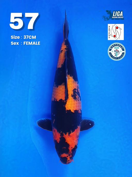 Lelang Koi Online, Jual Beli Ikan Koi, Pusat Jual Beli Koi, Info Lelang Koi Hari Ini, Platform Jual Beli Koi, Jual Beli Ikan Koi Online, Marketplace Ikan Koi, Jual Koi Terbaik, Tempat Beli Koi Berkualitas, Pasar Ikan Koi Online Terpercaya, Penjual Ikan Koi Terpercaya, Beli Koi Hias Online, Ikan Koi untuk Dijual, Koi Kualitas Terbaik, Toko Online Ikan Koi, Koi Hias Untuk Dijual, Jual Beli Ikan Koi Lokal, Koi Indonesia Online, Pusat Jual Beli Koi Terbesar