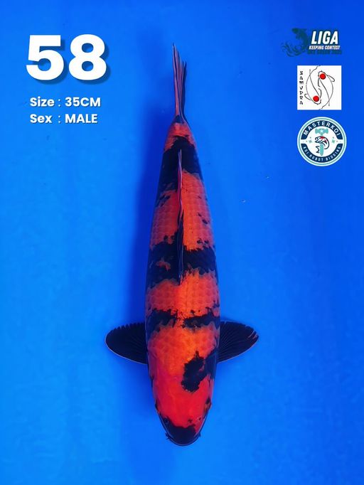 Lelang Koi Online, Jual Beli Ikan Koi, Pusat Jual Beli Koi, Info Lelang Koi Hari Ini, Platform Jual Beli Koi, Jual Beli Ikan Koi Online, Marketplace Ikan Koi, Jual Koi Terbaik, Tempat Beli Koi Berkualitas, Pasar Ikan Koi Online Terpercaya, Penjual Ikan Koi Terpercaya, Beli Koi Hias Online, Ikan Koi untuk Dijual, Koi Kualitas Terbaik, Toko Online Ikan Koi, Koi Hias Untuk Dijual, Jual Beli Ikan Koi Lokal, Koi Indonesia Online, Pusat Jual Beli Koi Terbesar