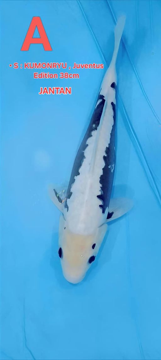 Lelang Koi Online, Jual Beli Ikan Koi, Pusat Jual Beli Koi, Info Lelang Koi Hari Ini, Platform Jual Beli Koi, Jual Beli Ikan Koi Online, Marketplace Ikan Koi, Jual Koi Terbaik, Tempat Beli Koi Berkualitas, Pasar Ikan Koi Online Terpercaya, Penjual Ikan Koi Terpercaya, Beli Koi Hias Online, Ikan Koi untuk Dijual, Koi Kualitas Terbaik, Toko Online Ikan Koi, Koi Hias Untuk Dijual, Jual Beli Ikan Koi Lokal, Koi Indonesia Online, Pusat Jual Beli Koi Terbesar