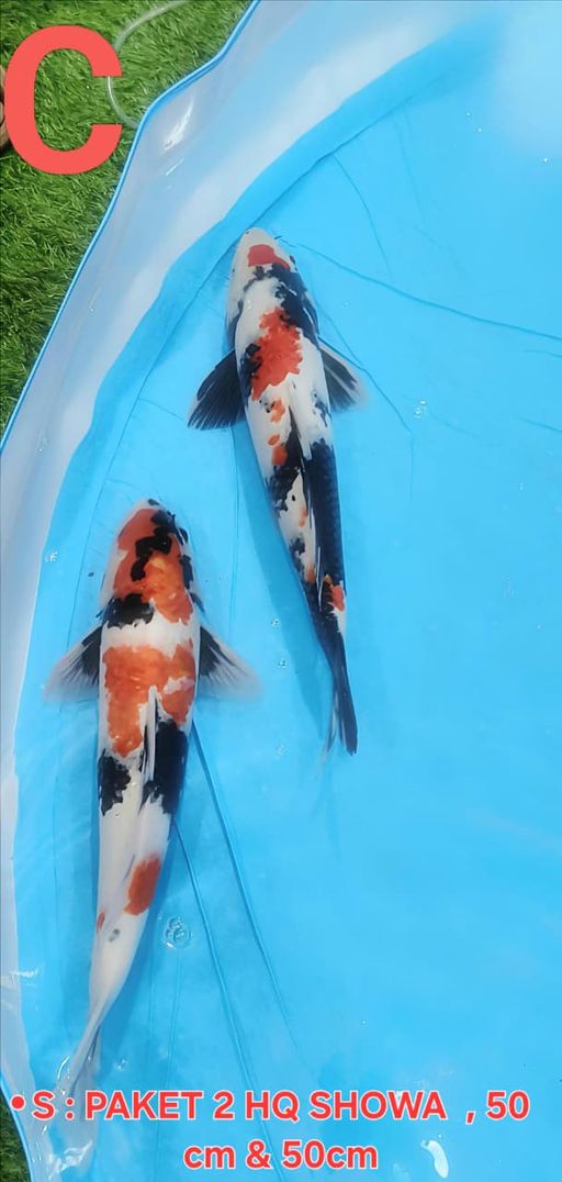 Lelang Koi Online, Jual Beli Ikan Koi, Pusat Jual Beli Koi, Info Lelang Koi Hari Ini, Platform Jual Beli Koi, Jual Beli Ikan Koi Online, Marketplace Ikan Koi, Jual Koi Terbaik, Tempat Beli Koi Berkualitas, Pasar Ikan Koi Online Terpercaya, Penjual Ikan Koi Terpercaya, Beli Koi Hias Online, Ikan Koi untuk Dijual, Koi Kualitas Terbaik, Toko Online Ikan Koi, Koi Hias Untuk Dijual, Jual Beli Ikan Koi Lokal, Koi Indonesia Online, Pusat Jual Beli Koi Terbesar