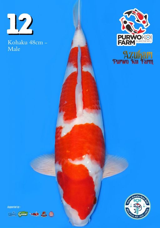 Lelang Koi Online, Jual Beli Ikan Koi, Pusat Jual Beli Koi, Info Lelang Koi Hari Ini, Platform Jual Beli Koi, Jual Beli Ikan Koi Online, Marketplace Ikan Koi, Jual Koi Terbaik, Tempat Beli Koi Berkualitas, Pasar Ikan Koi Online Terpercaya, Penjual Ikan Koi Terpercaya, Beli Koi Hias Online, Ikan Koi untuk Dijual, Koi Kualitas Terbaik, Toko Online Ikan Koi, Koi Hias Untuk Dijual, Jual Beli Ikan Koi Lokal, Koi Indonesia Online, Pusat Jual Beli Koi Terbesar