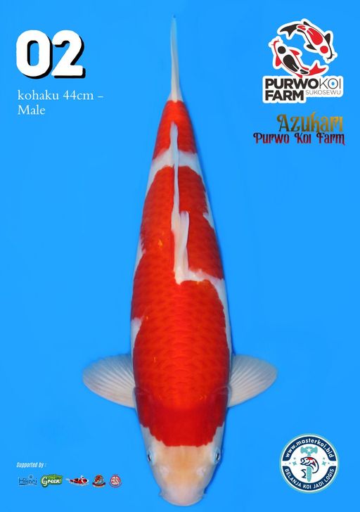 Lelang Koi Online, Jual Beli Ikan Koi, Pusat Jual Beli Koi, Info Lelang Koi Hari Ini, Platform Jual Beli Koi, Jual Beli Ikan Koi Online, Marketplace Ikan Koi, Jual Koi Terbaik, Tempat Beli Koi Berkualitas, Pasar Ikan Koi Online Terpercaya, Penjual Ikan Koi Terpercaya, Beli Koi Hias Online, Ikan Koi untuk Dijual, Koi Kualitas Terbaik, Toko Online Ikan Koi, Koi Hias Untuk Dijual, Jual Beli Ikan Koi Lokal, Koi Indonesia Online, Pusat Jual Beli Koi Terbesar
