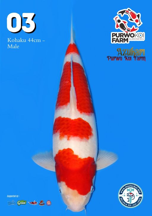 Lelang Koi Online, Jual Beli Ikan Koi, Pusat Jual Beli Koi, Info Lelang Koi Hari Ini, Platform Jual Beli Koi, Jual Beli Ikan Koi Online, Marketplace Ikan Koi, Jual Koi Terbaik, Tempat Beli Koi Berkualitas, Pasar Ikan Koi Online Terpercaya, Penjual Ikan Koi Terpercaya, Beli Koi Hias Online, Ikan Koi untuk Dijual, Koi Kualitas Terbaik, Toko Online Ikan Koi, Koi Hias Untuk Dijual, Jual Beli Ikan Koi Lokal, Koi Indonesia Online, Pusat Jual Beli Koi Terbesar
