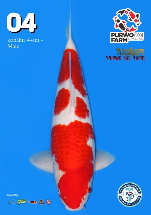 Lelang Koi Online, Jual Beli Ikan Koi, Pusat Jual Beli Koi, Info Lelang Koi Hari Ini, Platform Jual Beli Koi, Jual Beli Ikan Koi Online, Marketplace Ikan Koi, Jual Koi Terbaik, Tempat Beli Koi Berkualitas, Pasar Ikan Koi Online Terpercaya, Penjual Ikan Koi Terpercaya, Beli Koi Hias Online, Ikan Koi untuk Dijual, Koi Kualitas Terbaik, Toko Online Ikan Koi, Koi Hias Untuk Dijual, Jual Beli Ikan Koi Lokal, Koi Indonesia Online, Pusat Jual Beli Koi Terbesar