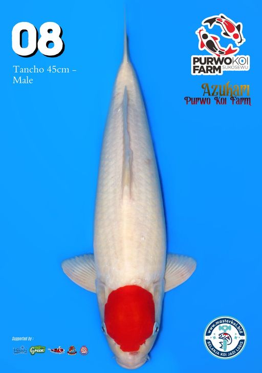 Lelang Koi Online, Jual Beli Ikan Koi, Pusat Jual Beli Koi, Info Lelang Koi Hari Ini, Platform Jual Beli Koi, Jual Beli Ikan Koi Online, Marketplace Ikan Koi, Jual Koi Terbaik, Tempat Beli Koi Berkualitas, Pasar Ikan Koi Online Terpercaya, Penjual Ikan Koi Terpercaya, Beli Koi Hias Online, Ikan Koi untuk Dijual, Koi Kualitas Terbaik, Toko Online Ikan Koi, Koi Hias Untuk Dijual, Jual Beli Ikan Koi Lokal, Koi Indonesia Online, Pusat Jual Beli Koi Terbesar