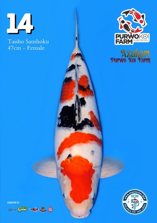 Lelang Koi Online, Jual Beli Ikan Koi, Pusat Jual Beli Koi, Info Lelang Koi Hari Ini, Platform Jual Beli Koi, Jual Beli Ikan Koi Online, Marketplace Ikan Koi, Jual Koi Terbaik, Tempat Beli Koi Berkualitas, Pasar Ikan Koi Online Terpercaya, Penjual Ikan Koi Terpercaya, Beli Koi Hias Online, Ikan Koi untuk Dijual, Koi Kualitas Terbaik, Toko Online Ikan Koi, Koi Hias Untuk Dijual, Jual Beli Ikan Koi Lokal, Koi Indonesia Online, Pusat Jual Beli Koi Terbesar