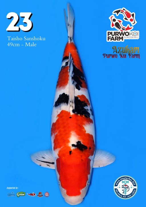 Lelang Koi Online, Jual Beli Ikan Koi, Pusat Jual Beli Koi, Info Lelang Koi Hari Ini, Platform Jual Beli Koi, Jual Beli Ikan Koi Online, Marketplace Ikan Koi, Jual Koi Terbaik, Tempat Beli Koi Berkualitas, Pasar Ikan Koi Online Terpercaya, Penjual Ikan Koi Terpercaya, Beli Koi Hias Online, Ikan Koi untuk Dijual, Koi Kualitas Terbaik, Toko Online Ikan Koi, Koi Hias Untuk Dijual, Jual Beli Ikan Koi Lokal, Koi Indonesia Online, Pusat Jual Beli Koi Terbesar