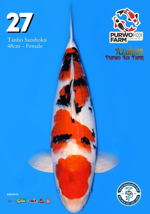 Lelang Koi Online, Jual Beli Ikan Koi, Pusat Jual Beli Koi, Info Lelang Koi Hari Ini, Platform Jual Beli Koi, Jual Beli Ikan Koi Online, Marketplace Ikan Koi, Jual Koi Terbaik, Tempat Beli Koi Berkualitas, Pasar Ikan Koi Online Terpercaya, Penjual Ikan Koi Terpercaya, Beli Koi Hias Online, Ikan Koi untuk Dijual, Koi Kualitas Terbaik, Toko Online Ikan Koi, Koi Hias Untuk Dijual, Jual Beli Ikan Koi Lokal, Koi Indonesia Online, Pusat Jual Beli Koi Terbesar