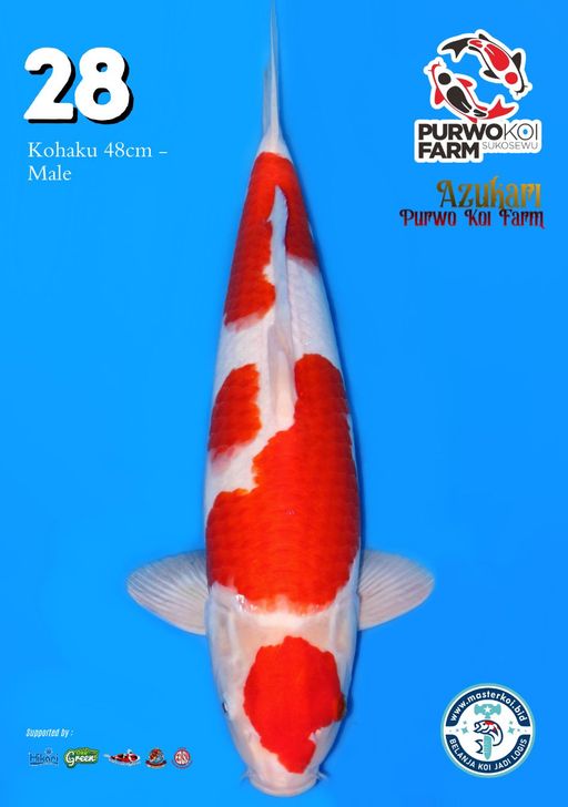 Lelang Koi Online, Jual Beli Ikan Koi, Pusat Jual Beli Koi, Info Lelang Koi Hari Ini, Platform Jual Beli Koi, Jual Beli Ikan Koi Online, Marketplace Ikan Koi, Jual Koi Terbaik, Tempat Beli Koi Berkualitas, Pasar Ikan Koi Online Terpercaya, Penjual Ikan Koi Terpercaya, Beli Koi Hias Online, Ikan Koi untuk Dijual, Koi Kualitas Terbaik, Toko Online Ikan Koi, Koi Hias Untuk Dijual, Jual Beli Ikan Koi Lokal, Koi Indonesia Online, Pusat Jual Beli Koi Terbesar