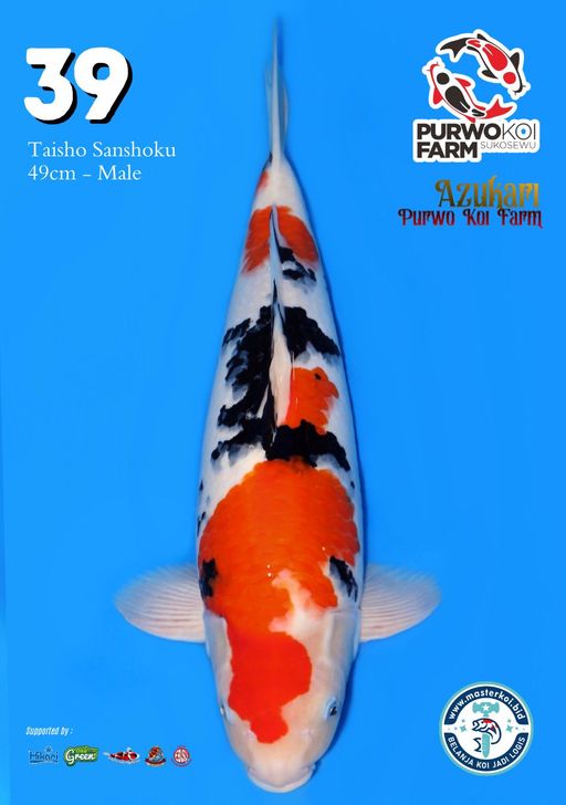 Lelang Koi Online, Jual Beli Ikan Koi, Pusat Jual Beli Koi, Info Lelang Koi Hari Ini, Platform Jual Beli Koi, Jual Beli Ikan Koi Online, Marketplace Ikan Koi, Jual Koi Terbaik, Tempat Beli Koi Berkualitas, Pasar Ikan Koi Online Terpercaya, Penjual Ikan Koi Terpercaya, Beli Koi Hias Online, Ikan Koi untuk Dijual, Koi Kualitas Terbaik, Toko Online Ikan Koi, Koi Hias Untuk Dijual, Jual Beli Ikan Koi Lokal, Koi Indonesia Online, Pusat Jual Beli Koi Terbesar