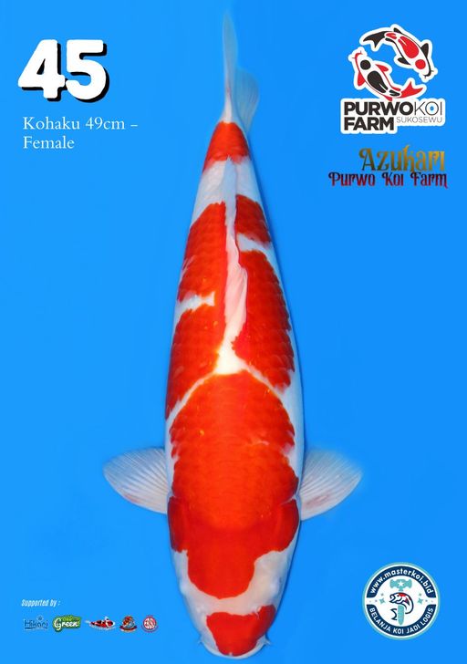 Lelang Koi Online, Jual Beli Ikan Koi, Pusat Jual Beli Koi, Info Lelang Koi Hari Ini, Platform Jual Beli Koi, Jual Beli Ikan Koi Online, Marketplace Ikan Koi, Jual Koi Terbaik, Tempat Beli Koi Berkualitas, Pasar Ikan Koi Online Terpercaya, Penjual Ikan Koi Terpercaya, Beli Koi Hias Online, Ikan Koi untuk Dijual, Koi Kualitas Terbaik, Toko Online Ikan Koi, Koi Hias Untuk Dijual, Jual Beli Ikan Koi Lokal, Koi Indonesia Online, Pusat Jual Beli Koi Terbesar