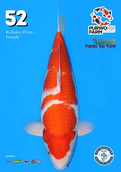 Lelang Koi Online, Jual Beli Ikan Koi, Pusat Jual Beli Koi, Info Lelang Koi Hari Ini, Platform Jual Beli Koi, Jual Beli Ikan Koi Online, Marketplace Ikan Koi, Jual Koi Terbaik, Tempat Beli Koi Berkualitas, Pasar Ikan Koi Online Terpercaya, Penjual Ikan Koi Terpercaya, Beli Koi Hias Online, Ikan Koi untuk Dijual, Koi Kualitas Terbaik, Toko Online Ikan Koi, Koi Hias Untuk Dijual, Jual Beli Ikan Koi Lokal, Koi Indonesia Online, Pusat Jual Beli Koi Terbesar