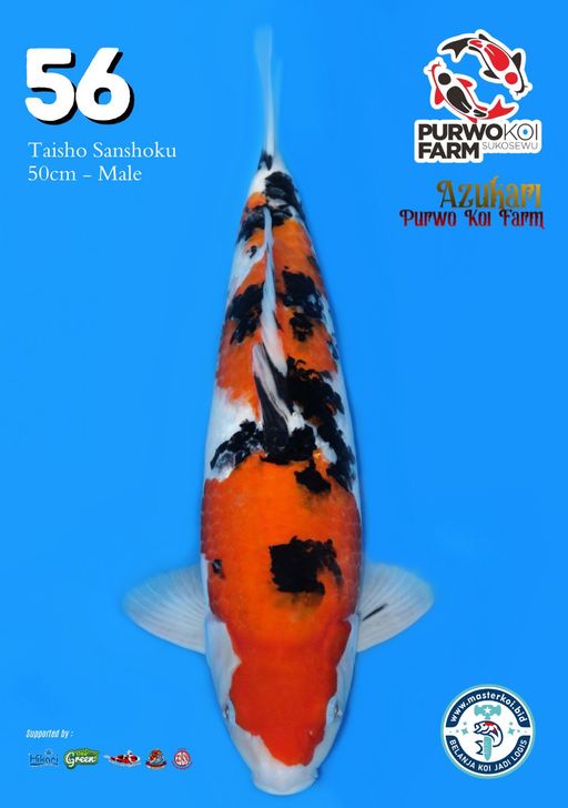 Lelang Koi Online, Jual Beli Ikan Koi, Pusat Jual Beli Koi, Info Lelang Koi Hari Ini, Platform Jual Beli Koi, Jual Beli Ikan Koi Online, Marketplace Ikan Koi, Jual Koi Terbaik, Tempat Beli Koi Berkualitas, Pasar Ikan Koi Online Terpercaya, Penjual Ikan Koi Terpercaya, Beli Koi Hias Online, Ikan Koi untuk Dijual, Koi Kualitas Terbaik, Toko Online Ikan Koi, Koi Hias Untuk Dijual, Jual Beli Ikan Koi Lokal, Koi Indonesia Online, Pusat Jual Beli Koi Terbesar
