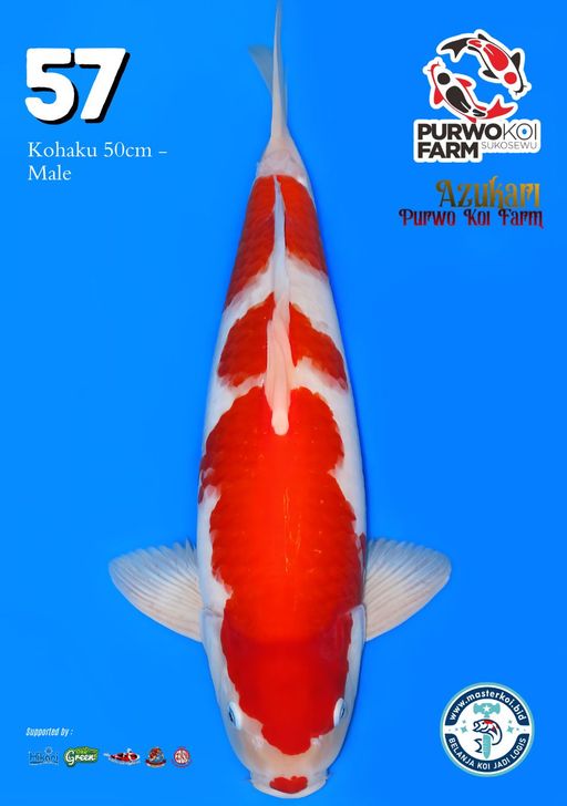 Lelang Koi Online, Jual Beli Ikan Koi, Pusat Jual Beli Koi, Info Lelang Koi Hari Ini, Platform Jual Beli Koi, Jual Beli Ikan Koi Online, Marketplace Ikan Koi, Jual Koi Terbaik, Tempat Beli Koi Berkualitas, Pasar Ikan Koi Online Terpercaya, Penjual Ikan Koi Terpercaya, Beli Koi Hias Online, Ikan Koi untuk Dijual, Koi Kualitas Terbaik, Toko Online Ikan Koi, Koi Hias Untuk Dijual, Jual Beli Ikan Koi Lokal, Koi Indonesia Online, Pusat Jual Beli Koi Terbesar