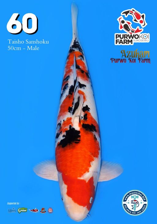 Lelang Koi Online, Jual Beli Ikan Koi, Pusat Jual Beli Koi, Info Lelang Koi Hari Ini, Platform Jual Beli Koi, Jual Beli Ikan Koi Online, Marketplace Ikan Koi, Jual Koi Terbaik, Tempat Beli Koi Berkualitas, Pasar Ikan Koi Online Terpercaya, Penjual Ikan Koi Terpercaya, Beli Koi Hias Online, Ikan Koi untuk Dijual, Koi Kualitas Terbaik, Toko Online Ikan Koi, Koi Hias Untuk Dijual, Jual Beli Ikan Koi Lokal, Koi Indonesia Online, Pusat Jual Beli Koi Terbesar