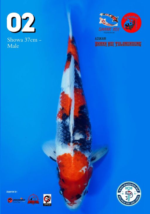 Lelang Koi Online, Jual Beli Ikan Koi, Pusat Jual Beli Koi, Info Lelang Koi Hari Ini, Platform Jual Beli Koi, Jual Beli Ikan Koi Online, Marketplace Ikan Koi, Jual Koi Terbaik, Tempat Beli Koi Berkualitas, Pasar Ikan Koi Online Terpercaya, Penjual Ikan Koi Terpercaya, Beli Koi Hias Online, Ikan Koi untuk Dijual, Koi Kualitas Terbaik, Toko Online Ikan Koi, Koi Hias Untuk Dijual, Jual Beli Ikan Koi Lokal, Koi Indonesia Online, Pusat Jual Beli Koi Terbesar