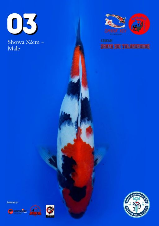 Lelang Koi Online, Jual Beli Ikan Koi, Pusat Jual Beli Koi, Info Lelang Koi Hari Ini, Platform Jual Beli Koi, Jual Beli Ikan Koi Online, Marketplace Ikan Koi, Jual Koi Terbaik, Tempat Beli Koi Berkualitas, Pasar Ikan Koi Online Terpercaya, Penjual Ikan Koi Terpercaya, Beli Koi Hias Online, Ikan Koi untuk Dijual, Koi Kualitas Terbaik, Toko Online Ikan Koi, Koi Hias Untuk Dijual, Jual Beli Ikan Koi Lokal, Koi Indonesia Online, Pusat Jual Beli Koi Terbesar