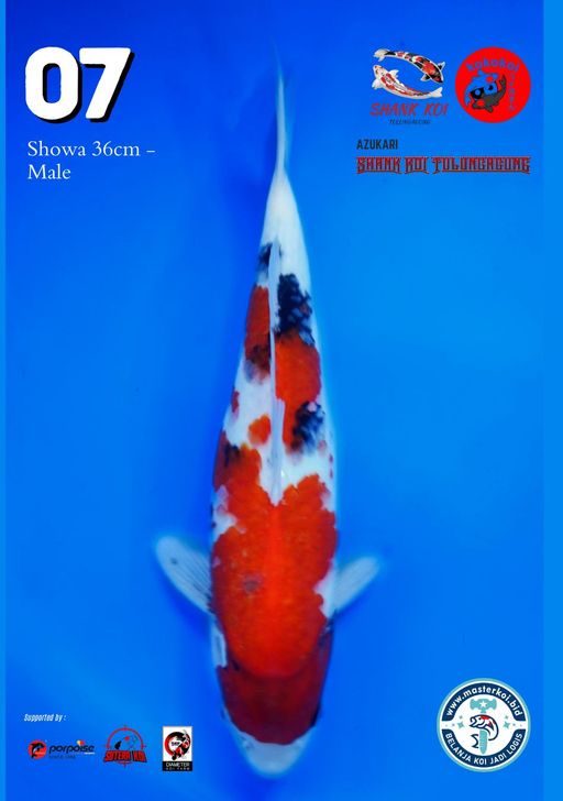 Lelang Koi Online, Jual Beli Ikan Koi, Pusat Jual Beli Koi, Info Lelang Koi Hari Ini, Platform Jual Beli Koi, Jual Beli Ikan Koi Online, Marketplace Ikan Koi, Jual Koi Terbaik, Tempat Beli Koi Berkualitas, Pasar Ikan Koi Online Terpercaya, Penjual Ikan Koi Terpercaya, Beli Koi Hias Online, Ikan Koi untuk Dijual, Koi Kualitas Terbaik, Toko Online Ikan Koi, Koi Hias Untuk Dijual, Jual Beli Ikan Koi Lokal, Koi Indonesia Online, Pusat Jual Beli Koi Terbesar
