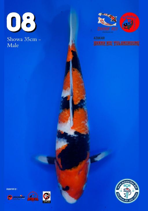 Lelang Koi Online, Jual Beli Ikan Koi, Pusat Jual Beli Koi, Info Lelang Koi Hari Ini, Platform Jual Beli Koi, Jual Beli Ikan Koi Online, Marketplace Ikan Koi, Jual Koi Terbaik, Tempat Beli Koi Berkualitas, Pasar Ikan Koi Online Terpercaya, Penjual Ikan Koi Terpercaya, Beli Koi Hias Online, Ikan Koi untuk Dijual, Koi Kualitas Terbaik, Toko Online Ikan Koi, Koi Hias Untuk Dijual, Jual Beli Ikan Koi Lokal, Koi Indonesia Online, Pusat Jual Beli Koi Terbesar