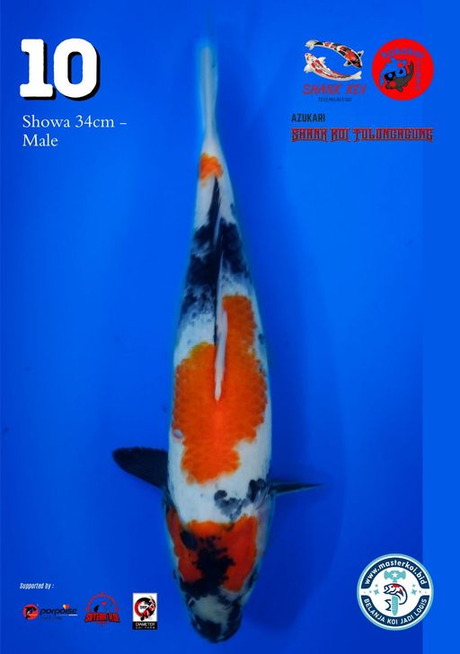 Lelang Koi Online, Jual Beli Ikan Koi, Pusat Jual Beli Koi, Info Lelang Koi Hari Ini, Platform Jual Beli Koi, Jual Beli Ikan Koi Online, Marketplace Ikan Koi, Jual Koi Terbaik, Tempat Beli Koi Berkualitas, Pasar Ikan Koi Online Terpercaya, Penjual Ikan Koi Terpercaya, Beli Koi Hias Online, Ikan Koi untuk Dijual, Koi Kualitas Terbaik, Toko Online Ikan Koi, Koi Hias Untuk Dijual, Jual Beli Ikan Koi Lokal, Koi Indonesia Online, Pusat Jual Beli Koi Terbesar