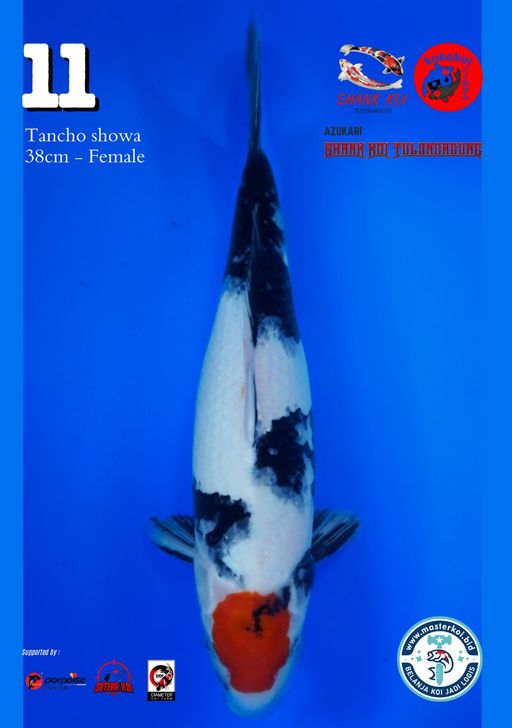 Lelang Koi Online, Jual Beli Ikan Koi, Pusat Jual Beli Koi, Info Lelang Koi Hari Ini, Platform Jual Beli Koi, Jual Beli Ikan Koi Online, Marketplace Ikan Koi, Jual Koi Terbaik, Tempat Beli Koi Berkualitas, Pasar Ikan Koi Online Terpercaya, Penjual Ikan Koi Terpercaya, Beli Koi Hias Online, Ikan Koi untuk Dijual, Koi Kualitas Terbaik, Toko Online Ikan Koi, Koi Hias Untuk Dijual, Jual Beli Ikan Koi Lokal, Koi Indonesia Online, Pusat Jual Beli Koi Terbesar