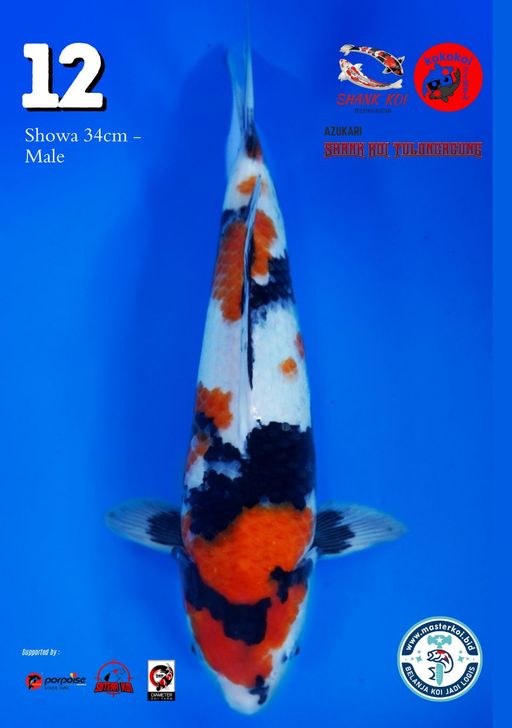 Lelang Koi Online, Jual Beli Ikan Koi, Pusat Jual Beli Koi, Info Lelang Koi Hari Ini, Platform Jual Beli Koi, Jual Beli Ikan Koi Online, Marketplace Ikan Koi, Jual Koi Terbaik, Tempat Beli Koi Berkualitas, Pasar Ikan Koi Online Terpercaya, Penjual Ikan Koi Terpercaya, Beli Koi Hias Online, Ikan Koi untuk Dijual, Koi Kualitas Terbaik, Toko Online Ikan Koi, Koi Hias Untuk Dijual, Jual Beli Ikan Koi Lokal, Koi Indonesia Online, Pusat Jual Beli Koi Terbesar