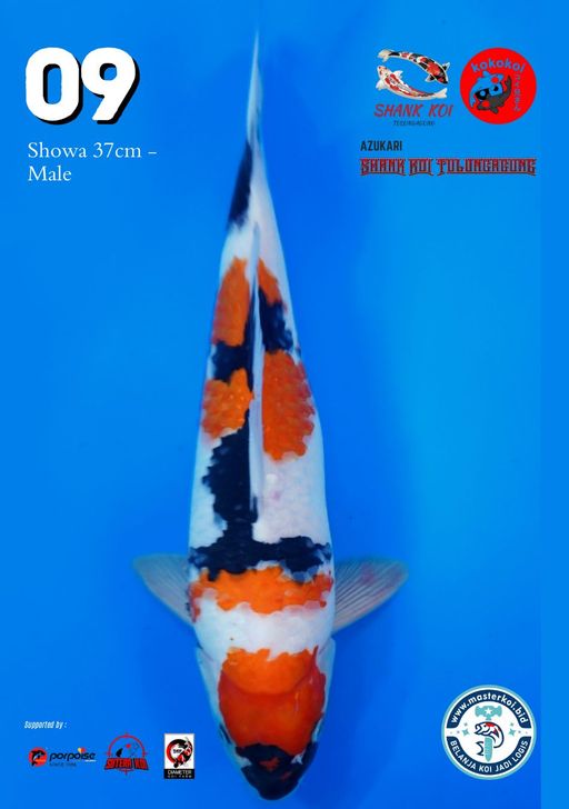 Lelang Koi Online, Jual Beli Ikan Koi, Pusat Jual Beli Koi, Info Lelang Koi Hari Ini, Platform Jual Beli Koi, Jual Beli Ikan Koi Online, Marketplace Ikan Koi, Jual Koi Terbaik, Tempat Beli Koi Berkualitas, Pasar Ikan Koi Online Terpercaya, Penjual Ikan Koi Terpercaya, Beli Koi Hias Online, Ikan Koi untuk Dijual, Koi Kualitas Terbaik, Toko Online Ikan Koi, Koi Hias Untuk Dijual, Jual Beli Ikan Koi Lokal, Koi Indonesia Online, Pusat Jual Beli Koi Terbesar