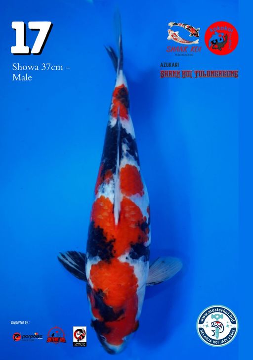 Lelang Koi Online, Jual Beli Ikan Koi, Pusat Jual Beli Koi, Info Lelang Koi Hari Ini, Platform Jual Beli Koi, Jual Beli Ikan Koi Online, Marketplace Ikan Koi, Jual Koi Terbaik, Tempat Beli Koi Berkualitas, Pasar Ikan Koi Online Terpercaya, Penjual Ikan Koi Terpercaya, Beli Koi Hias Online, Ikan Koi untuk Dijual, Koi Kualitas Terbaik, Toko Online Ikan Koi, Koi Hias Untuk Dijual, Jual Beli Ikan Koi Lokal, Koi Indonesia Online, Pusat Jual Beli Koi Terbesar