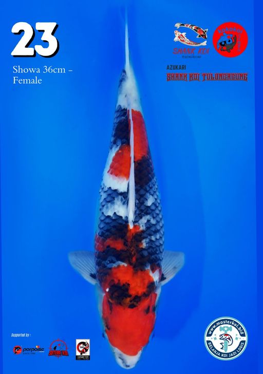 Lelang Koi Online, Jual Beli Ikan Koi, Pusat Jual Beli Koi, Info Lelang Koi Hari Ini, Platform Jual Beli Koi, Jual Beli Ikan Koi Online, Marketplace Ikan Koi, Jual Koi Terbaik, Tempat Beli Koi Berkualitas, Pasar Ikan Koi Online Terpercaya, Penjual Ikan Koi Terpercaya, Beli Koi Hias Online, Ikan Koi untuk Dijual, Koi Kualitas Terbaik, Toko Online Ikan Koi, Koi Hias Untuk Dijual, Jual Beli Ikan Koi Lokal, Koi Indonesia Online, Pusat Jual Beli Koi Terbesar