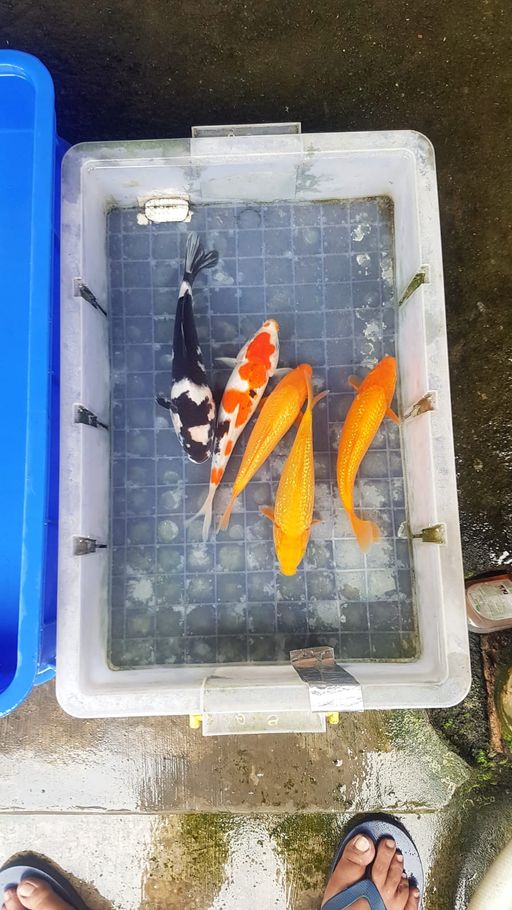 Lelang Koi Online, Jual Beli Ikan Koi, Pusat Jual Beli Koi, Info Lelang Koi Hari Ini, Platform Jual Beli Koi, Jual Beli Ikan Koi Online, Marketplace Ikan Koi, Jual Koi Terbaik, Tempat Beli Koi Berkualitas, Pasar Ikan Koi Online Terpercaya, Penjual Ikan Koi Terpercaya, Beli Koi Hias Online, Ikan Koi untuk Dijual, Koi Kualitas Terbaik, Toko Online Ikan Koi, Koi Hias Untuk Dijual, Jual Beli Ikan Koi Lokal, Koi Indonesia Online, Pusat Jual Beli Koi Terbesar