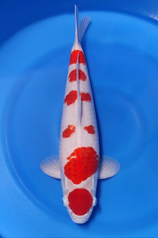 Lelang Koi Online, Jual Beli Ikan Koi, Pusat Jual Beli Koi, Info Lelang Koi Hari Ini, Platform Jual Beli Koi, Jual Beli Ikan Koi Online, Marketplace Ikan Koi, Jual Koi Terbaik, Tempat Beli Koi Berkualitas, Pasar Ikan Koi Online Terpercaya, Penjual Ikan Koi Terpercaya, Beli Koi Hias Online, Ikan Koi untuk Dijual, Koi Kualitas Terbaik, Toko Online Ikan Koi, Koi Hias Untuk Dijual, Jual Beli Ikan Koi Lokal, Koi Indonesia Online, Pusat Jual Beli Koi Terbesar