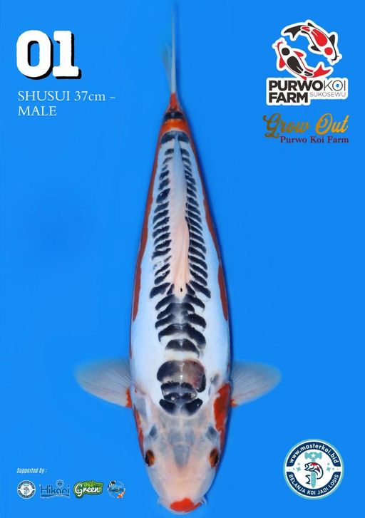 Lelang Koi Online, Jual Beli Ikan Koi, Pusat Jual Beli Koi, Info Lelang Koi Hari Ini, Platform Jual Beli Koi, Jual Beli Ikan Koi Online, Marketplace Ikan Koi, Jual Koi Terbaik, Tempat Beli Koi Berkualitas, Pasar Ikan Koi Online Terpercaya, Penjual Ikan Koi Terpercaya, Beli Koi Hias Online, Ikan Koi untuk Dijual, Koi Kualitas Terbaik, Toko Online Ikan Koi, Koi Hias Untuk Dijual, Jual Beli Ikan Koi Lokal, Koi Indonesia Online, Pusat Jual Beli Koi Terbesar