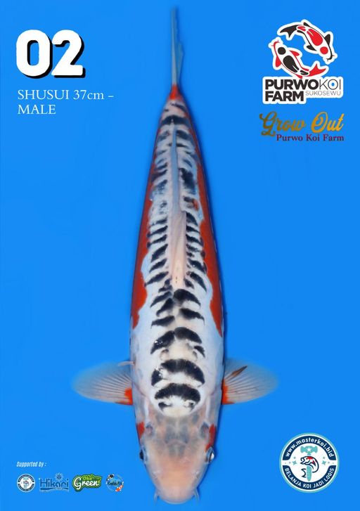 Lelang Koi Online, Jual Beli Ikan Koi, Pusat Jual Beli Koi, Info Lelang Koi Hari Ini, Platform Jual Beli Koi, Jual Beli Ikan Koi Online, Marketplace Ikan Koi, Jual Koi Terbaik, Tempat Beli Koi Berkualitas, Pasar Ikan Koi Online Terpercaya, Penjual Ikan Koi Terpercaya, Beli Koi Hias Online, Ikan Koi untuk Dijual, Koi Kualitas Terbaik, Toko Online Ikan Koi, Koi Hias Untuk Dijual, Jual Beli Ikan Koi Lokal, Koi Indonesia Online, Pusat Jual Beli Koi Terbesar