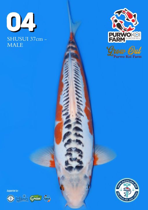 Lelang Koi Online, Jual Beli Ikan Koi, Pusat Jual Beli Koi, Info Lelang Koi Hari Ini, Platform Jual Beli Koi, Jual Beli Ikan Koi Online, Marketplace Ikan Koi, Jual Koi Terbaik, Tempat Beli Koi Berkualitas, Pasar Ikan Koi Online Terpercaya, Penjual Ikan Koi Terpercaya, Beli Koi Hias Online, Ikan Koi untuk Dijual, Koi Kualitas Terbaik, Toko Online Ikan Koi, Koi Hias Untuk Dijual, Jual Beli Ikan Koi Lokal, Koi Indonesia Online, Pusat Jual Beli Koi Terbesar