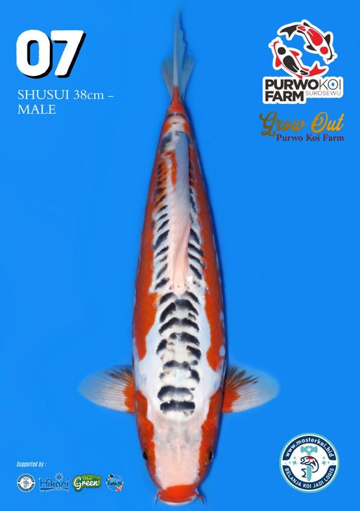Lelang Koi Online, Jual Beli Ikan Koi, Pusat Jual Beli Koi, Info Lelang Koi Hari Ini, Platform Jual Beli Koi, Jual Beli Ikan Koi Online, Marketplace Ikan Koi, Jual Koi Terbaik, Tempat Beli Koi Berkualitas, Pasar Ikan Koi Online Terpercaya, Penjual Ikan Koi Terpercaya, Beli Koi Hias Online, Ikan Koi untuk Dijual, Koi Kualitas Terbaik, Toko Online Ikan Koi, Koi Hias Untuk Dijual, Jual Beli Ikan Koi Lokal, Koi Indonesia Online, Pusat Jual Beli Koi Terbesar