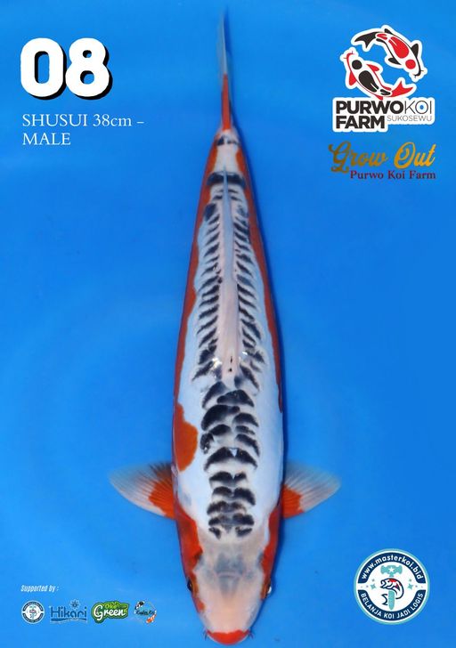 Lelang Koi Online, Jual Beli Ikan Koi, Pusat Jual Beli Koi, Info Lelang Koi Hari Ini, Platform Jual Beli Koi, Jual Beli Ikan Koi Online, Marketplace Ikan Koi, Jual Koi Terbaik, Tempat Beli Koi Berkualitas, Pasar Ikan Koi Online Terpercaya, Penjual Ikan Koi Terpercaya, Beli Koi Hias Online, Ikan Koi untuk Dijual, Koi Kualitas Terbaik, Toko Online Ikan Koi, Koi Hias Untuk Dijual, Jual Beli Ikan Koi Lokal, Koi Indonesia Online, Pusat Jual Beli Koi Terbesar
