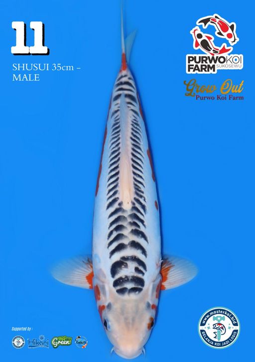 Lelang Koi Online, Jual Beli Ikan Koi, Pusat Jual Beli Koi, Info Lelang Koi Hari Ini, Platform Jual Beli Koi, Jual Beli Ikan Koi Online, Marketplace Ikan Koi, Jual Koi Terbaik, Tempat Beli Koi Berkualitas, Pasar Ikan Koi Online Terpercaya, Penjual Ikan Koi Terpercaya, Beli Koi Hias Online, Ikan Koi untuk Dijual, Koi Kualitas Terbaik, Toko Online Ikan Koi, Koi Hias Untuk Dijual, Jual Beli Ikan Koi Lokal, Koi Indonesia Online, Pusat Jual Beli Koi Terbesar